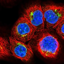ZC3H12C Antibody, Novus Biologicals:Antibodies:Primary Antibodies